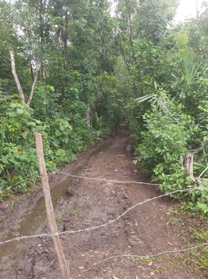 Venta de 73 mil has con selva en Calakmul