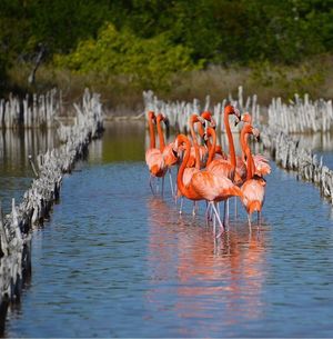 Terreno frente al mar en Venta, Celestún, Yucatán