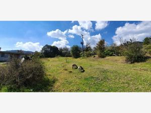 TERRENO EN EL CENTRO DE LA ESTANZUELA.