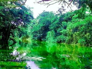 70  hectáreas ejidales a 30 minutos de Bacalar