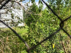 Terreno en Venta en Lomas de Tecamachalco Sección Bosques I y II Huixquilucan