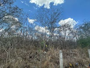 TERRENO SOBRE CARRETERA MERIDA-MOTUL