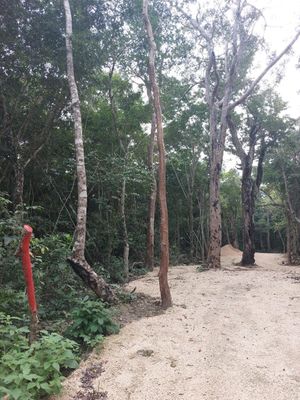 TERRENO EN TULUM