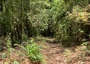 Bosque Privado en Cerro Gordo