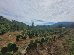 Terreno en Venta en Los Laureles (San José de los Laureles) Tlayacapan