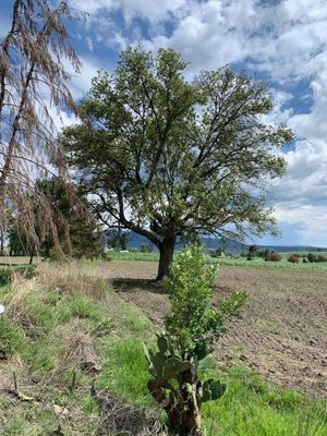 Terreno en Venta de 1Ha en Amealco | Querétaro